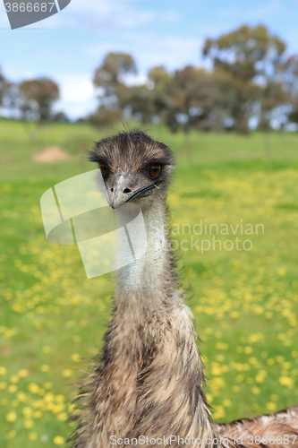 Image of Young emu in Australian bushland