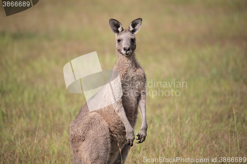 Image of Eastern Grey Kangaroo - Macropus giganteus