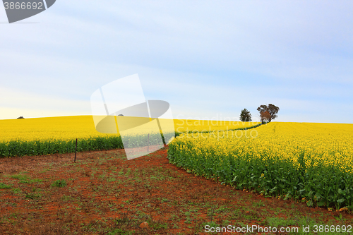 Image of Flowering canola fields farm