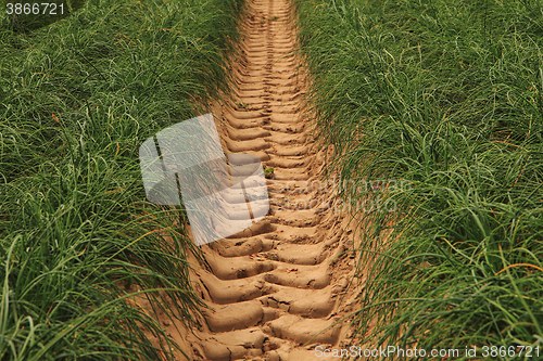 Image of green chives field