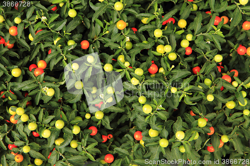 Image of small tomato plants texture
