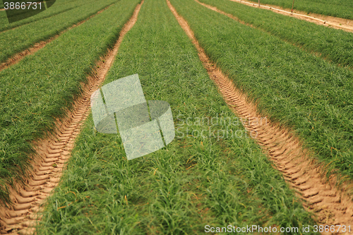 Image of green chives field