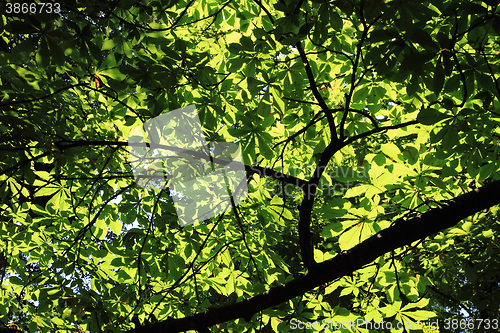 Image of chestnut tree background
