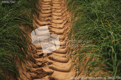 Image of green chives field