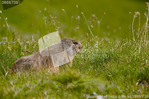 Image of Marmot in it\'s hole