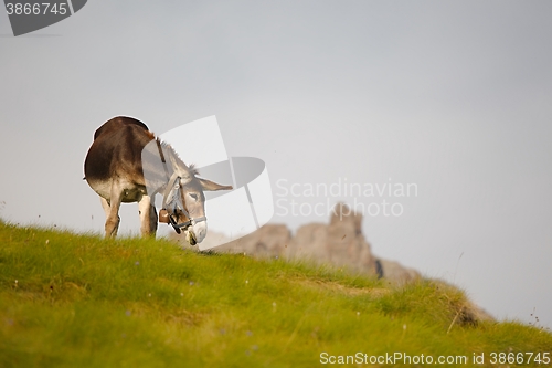 Image of Grazing Donkey i