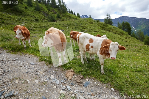 Image of Cows grazing on the hillside