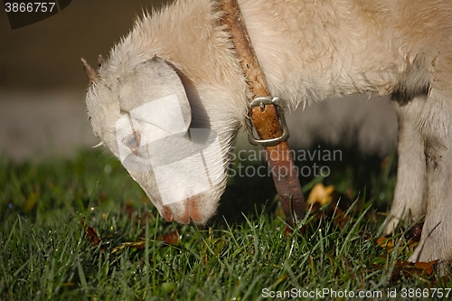 Image of Lamb grazing in the grass