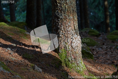 Image of Forest tree detail