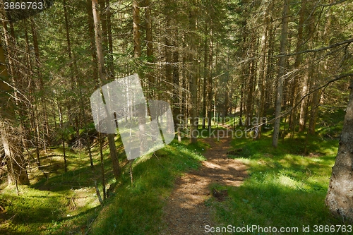 Image of Forest hiking path