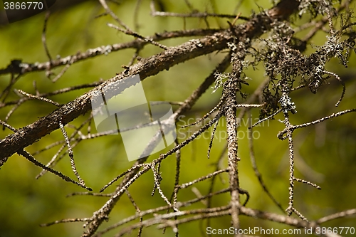 Image of Branches