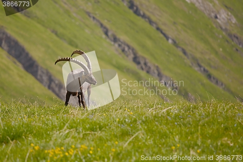 Image of Alpine Ibex Grazing