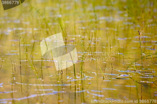 Image of Swamp water detail