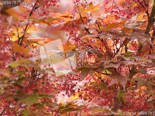 Image of Red maple acer tree