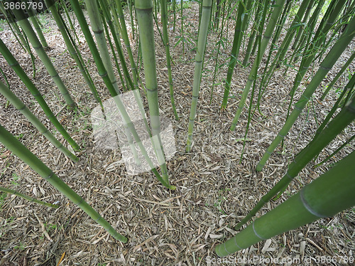 Image of Bamboo tree perspective