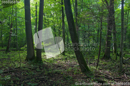 Image of Sun entering rich deciduous forest