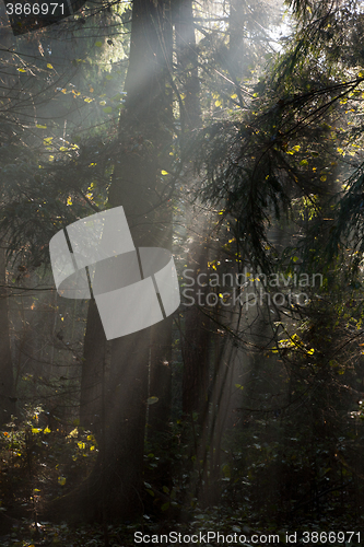 Image of Misty autumnal coniferous stand in morning