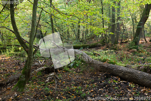 Image of Old oak trees broken lying