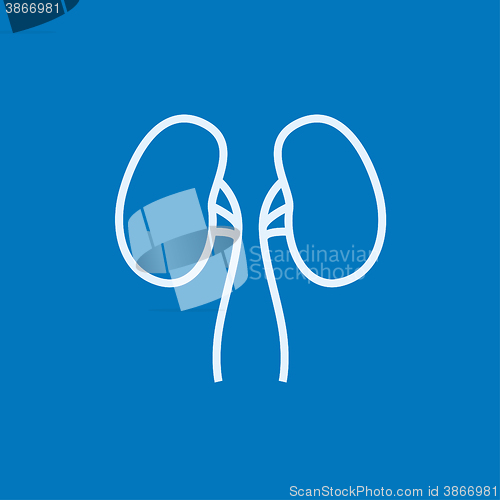 Image of Kidney line icon.