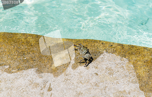 Image of close up of crab at swimming pool edge