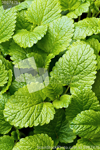 Image of Lemon balm (balm, common balm, or balm mint)