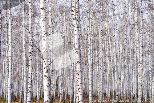 Image of spring birch forest