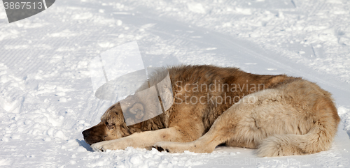 Image of Dog sleeping on snow