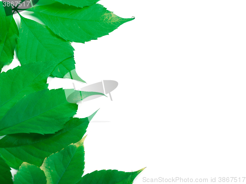 Image of Green leaves with copy space