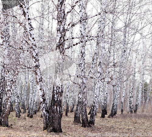 Image of spring birch forest