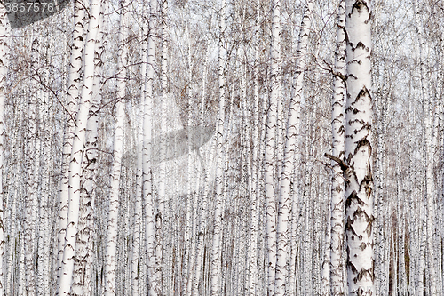 Image of birch trees background