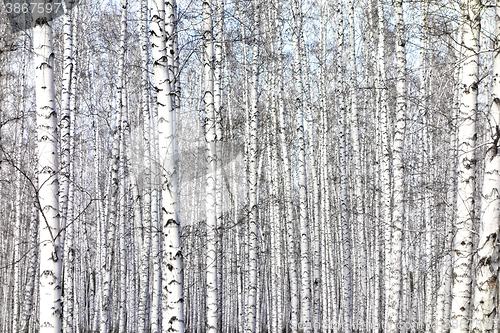 Image of birch trees background