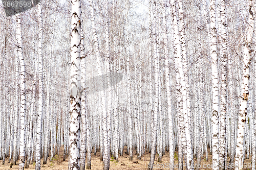 Image of early spring forest