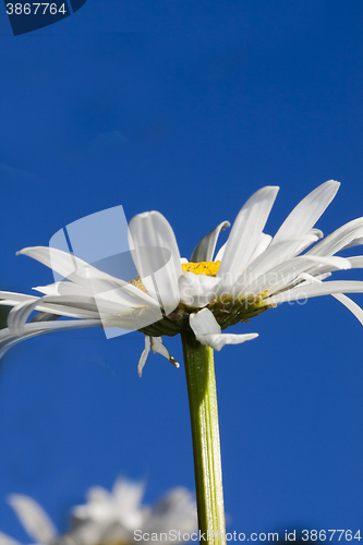 Image of ox eyed daisy