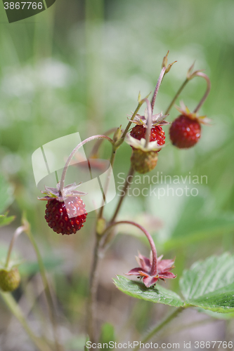 Image of wild strawberry