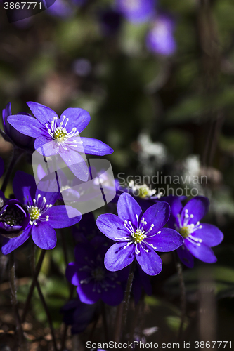 Image of blue anemones