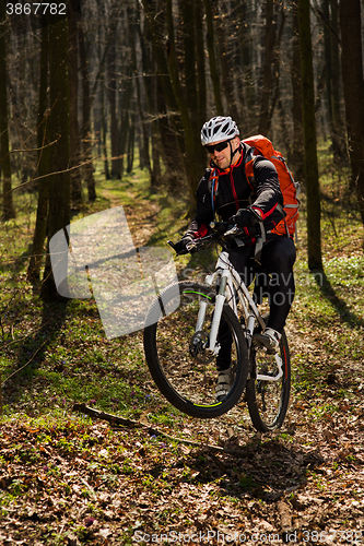 Image of Mountain biker riding on bike in springforest landscape. 