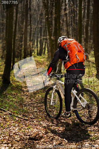 Image of Mountain biker riding on bike in springforest landscape. 