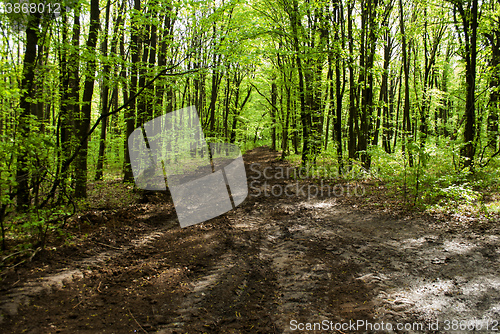 Image of road from clays in the forest