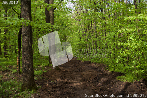 Image of green forest and bad road