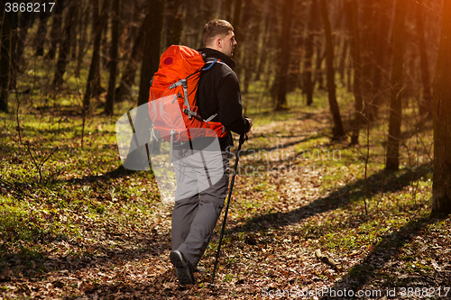 Image of Active healthy man hiking in beautiful forest