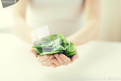 Image of close up of woman hands holding spinach