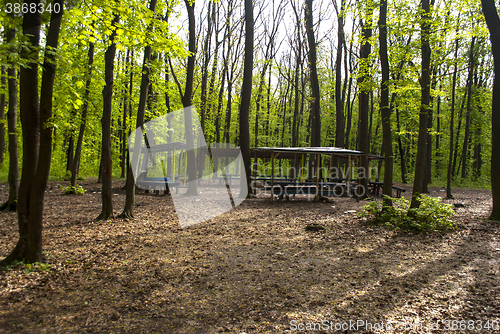 Image of Forest benches for rest