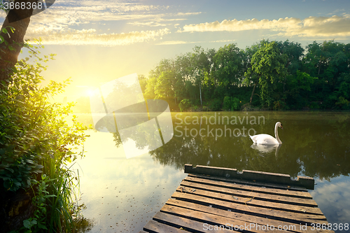 Image of Graceful swan on river