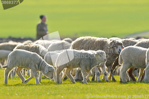 Image of A shepherd is leading his flock 