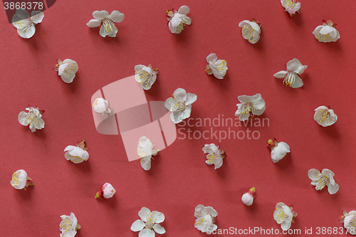 Image of white cherry blossoms  