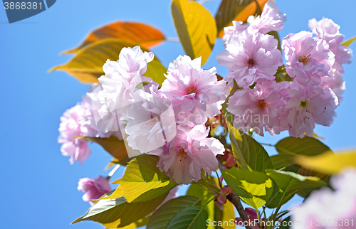 Image of Prunus serrulata tree