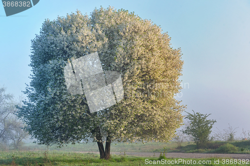 Image of Cherry tree in a spring morning