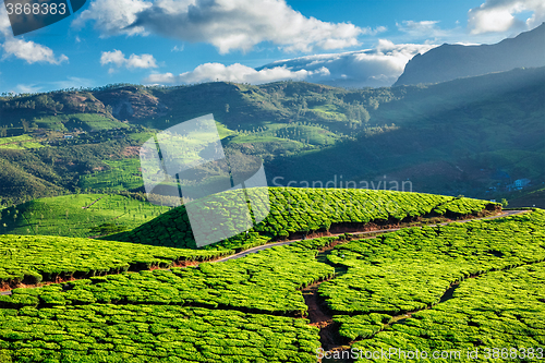 Image of Tea plantations in Kerala, India