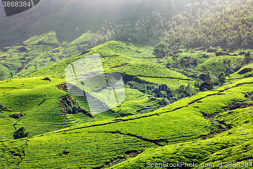 Image of Tea plantations in Kerala, India