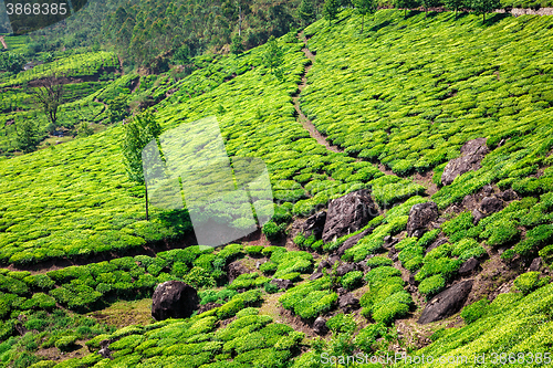 Image of Tea plantations in Kerala, India